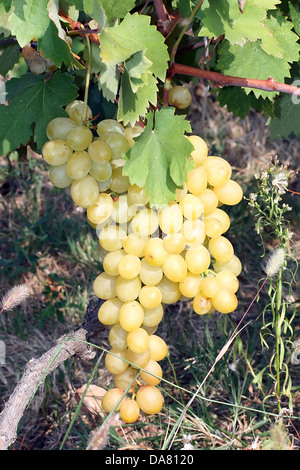 This is a close up shot of yellow grape on the vine, before harvest Stock Photo