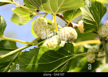 White Mulberry on the tree, unripe. Stock Photo