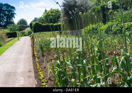 Bolham, Tiverton, Devon, UK. July 5th 2013.  The walled garden at Knightshayes Court was restored to its full glory in 2001. Stock Photo