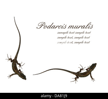 Podarcis muralis - common wall lizard background Stock Photo