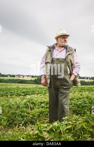 Senior man in strawberry field, portrait Stock Photo