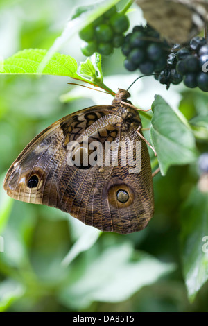 Owl-eye Butterfly Feeding from Berries Caligo martia Stock Photo