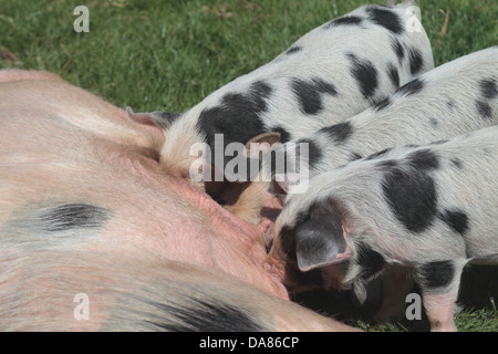 Gloucester Old Spot piglets feeding from mother. UK Stock Photo