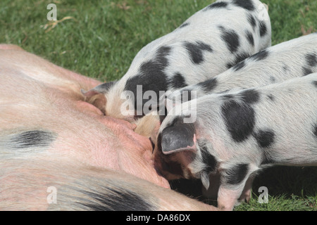 Gloucester Old Spot piglets feeding from mother. UK Stock Photo
