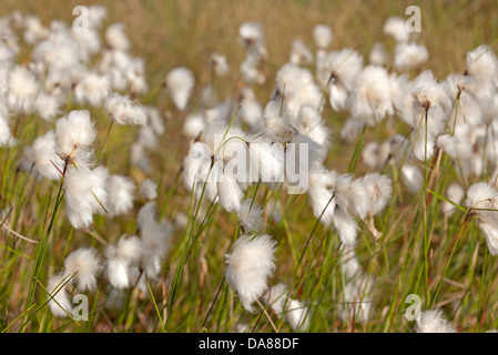 Blooming common cotton grass / Eriophorum angustifolium Stock Photo