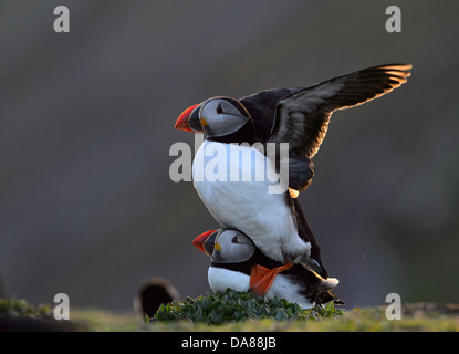 Displaying and mating pair of puffins in warm evening backlight with sunlight shining through the wings Stock Photo
