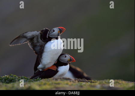 Displaying and mating pair of puffins in warm evening backlight with sunlight shining through the wings Stock Photo