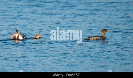 Mergus serrator, Red Breasted Mergansers Courting Display during month of June. Stock Photo