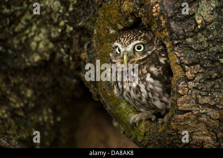 Little Owl (Athene Noctua) peering from nest hole in tree trunk Stock Photo