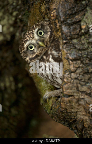 Little Owl (Athene Noctua) peering from nest hole in tree trunk Stock Photo