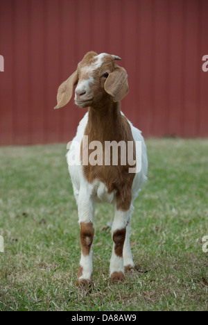 A goat standing in front of a red barn. Stock Photo