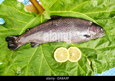 one fresh trout, laid on a leaf, served with two slices of lemon, close up of a rainbow trout Stock Photo