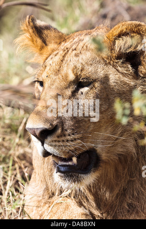 Lioness Resting at the Masai Mara National Park in Kenya, Africa Stock Photo