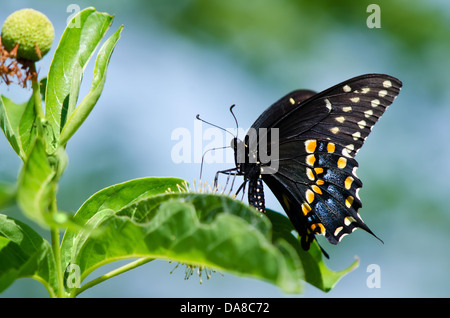 Black Swallowtail butterfly (Papilio polyxenes) feeding on button bush Stock Photo