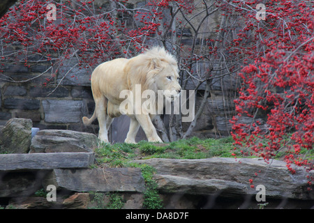 African lions on exhibition at the Philadelphia Zoo, Pennsylvania. FOR EDITORIAL USE ONLY. Stock Photo