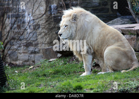 African lions on exhibition at the Philadelphia Zoo, Pennsylvania. FOR EDITORIAL USE ONLY. Stock Photo