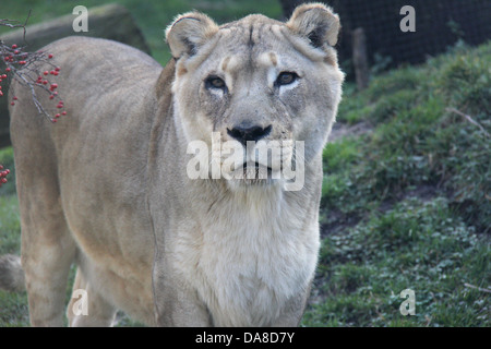 African lions on exhibition at the Philadelphia Zoo, Pennsylvania. FOR EDITORIAL USE ONLY. Stock Photo