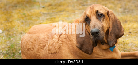 A panoramic image of a full blooded blood hound sits on ground with a sad look on its face, typical look for the bloodhound. Stock Photo