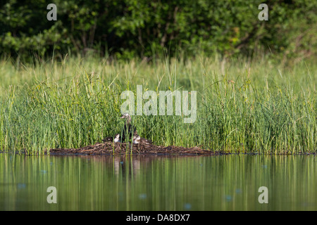 Wood duck hen and ducklings Stock Photo