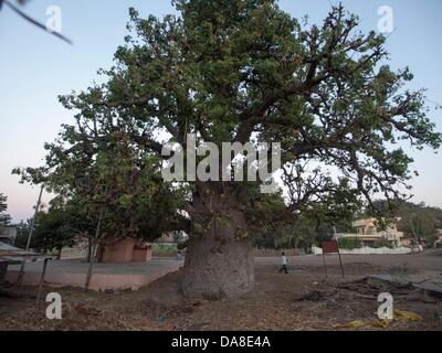 January 23, 2011 - Bijapur, Karntaaka, India - Baobab tree (Adansonia digitata) over 400 years old. The seat of the Adil Shah dynasty, Bijapur was called variously the 'Agra of the south' and the 'Palmyra of the Deccan.' (Credit Image: © David H. Wells/ZUMAPRESS.com) Stock Photo