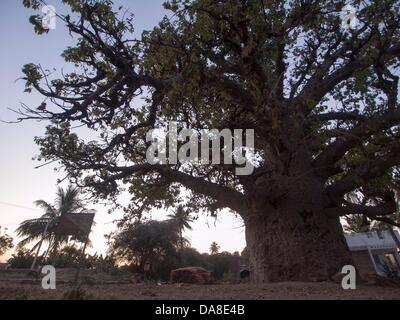 January 23, 2011 - Bijapur, Karntaaka, India - Baobab tree (Adansonia digitata) over 400 years old. The seat of the Adil Shah dynasty, Bijapur was called variously the 'Agra of the south' and the 'Palmyra of the Deccan.' (Credit Image: © David H. Wells/ZUMAPRESS.com) Stock Photo