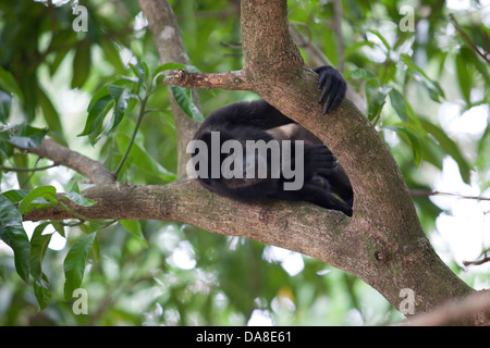 Male Mantled Howler Monkey (Alouatta palliata), Costa Rica Stock Photo