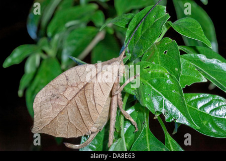 Leaf-mimicking Katydid, Costa Rica