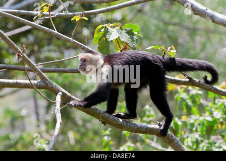 White-headed capuchin (Cebus capucinus) aka: white-faced capuchin or white-throated capuchin, Costa Rica Stock Photo
