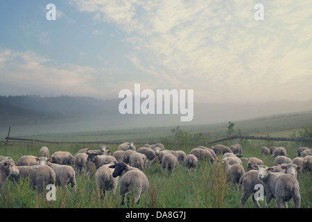 Rular landscape and group of eating sheeps Stock Photo