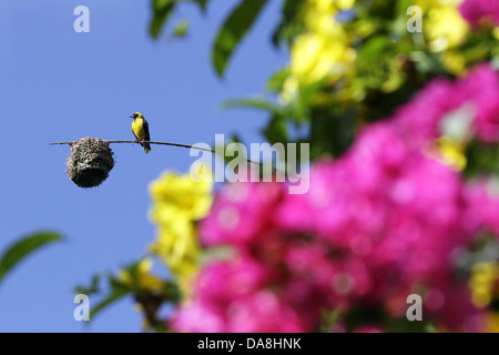 Village Weaver Ploceus cucullatus Stock Photo