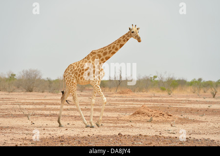 West African Giraffe - Niger Giraffe - Nigerian Giraffe (Giraffa camelopardalis peralta) walking in an arid area - Niger Stock Photo