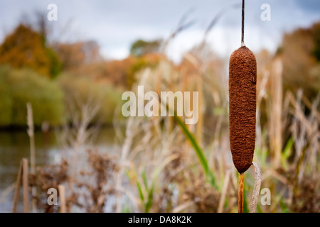 Bulrush, Typha latifolia, plants at the edge of a large pond in a public park. Bracknell, Berkshire, England, GB, UK Stock Photo