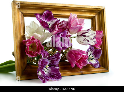 bouquet of tulips are in a frame on a white background Stock Photo