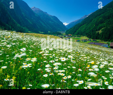 Austria, Europe, Tyrol, uplands, Kaunertal, mountains, Weissseespitze, oetztal, Alps, meadow, summer, summer meadow, marguerites Stock Photo