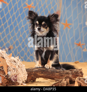 Chihuahua, longhaired, black-cream-white |Chihuahua, langhaarig, Ruede, schwarz-creme-weiss Stock Photo