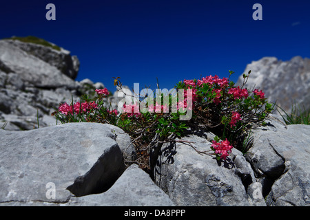 Austria, Europe, Tyrol, Ehrwald, Coburger hut, lime cliff, Alpine, rose, hairy Alpine, rose, rhododendron Hirsutum, two-pronged Stock Photo