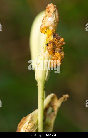 red scarlet lily beetle Lilioceris lilii larvae eating lily flower and defoliating plant both adults and larvae can defoliate Stock Photo