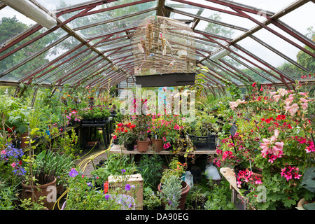 Busy greenhouse filled with large number of potted plants in full bloom Stock Photo