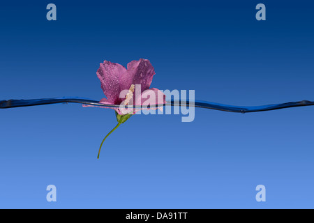 Pretty Pink Flower Floating In Water Stock Photo