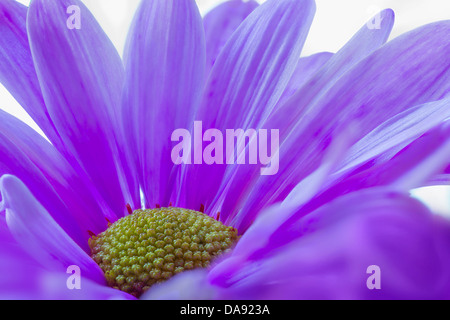 Colorful Purple Daisy Flower Stock Photo