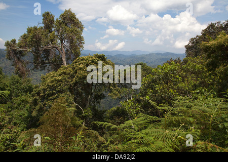 Africa, Uganda, East Africa, black continent, pearl of Africa, Great Rift, Bwindi, Impenetrabel Forest, national park, jungle, r Stock Photo