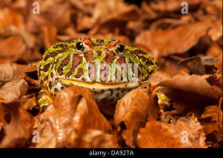 Argentinian Ornate Horned Frog Stock Photo