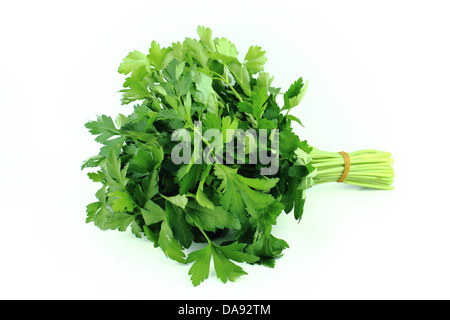 a bunch of parsley on a white background Stock Photo