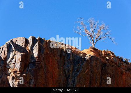 Dead eucalyptus tree on top of rocky cliff face, Western Australia Stock Photo