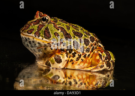 Argentinian Ornate horned frog Stock Photo