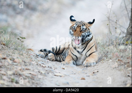 Young male Bengal tiger cub, India Stock Photo