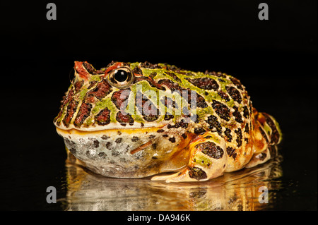 Argentinian Ornate horned frog Stock Photo