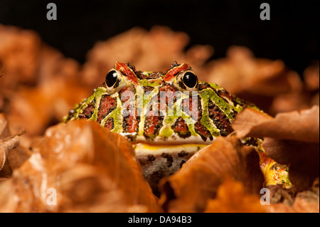 Argentinian Ornate horned frog Stock Photo