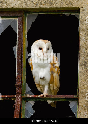 Barn owl perched in rustic window with broken glass Stock Photo