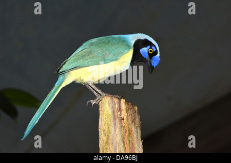 A green jay perched on a post Stock Photo